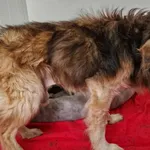 Znaleziono psa, Racławice, 29 listopada 2025