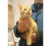 Znaleziono kota, Białystok, 31 października 2025