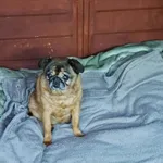 Pies do adopcji, Gorzów Wielkopolski, 4 grudnia 2025