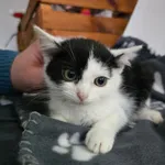 Bella 616093903027072