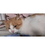 Znaleziono kota, Białystok, 28 października 2025