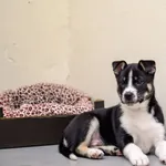 Pies do adopcji, Radom, 4 grudnia 2025