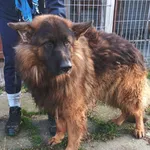 Znaleziono psa, Racibórz, 1 grudnia 2025