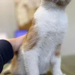 Znaleziono kota, Lublin, 3 grudnia 2025