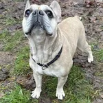 Pies do adopcji, Bydgoszcz, 10 grudnia 2025