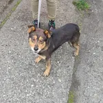 Znaleziono psa, Racibórz, 5 grudnia 2025