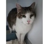 Znaleziono kota, Białystok, 6 września 2025