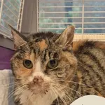 Znaleziono kota, Gdynia, 2 grudnia 2025