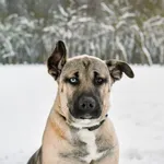 Pies do adopcji, Radom, 6 grudnia 2025