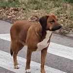 Znaleziono psa, Dąbrówka, 5 grudnia 2025