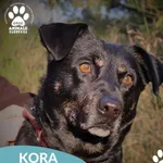 Pies do adopcji, Dąbrówka, 3 grudnia 2025