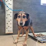 Znaleziono psa, Chełmek, 15 grudnia 2025