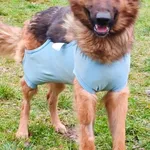 owczarek Niemiecki  Lalka