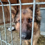 Pies do adopcji, Zgierz, 5 grudnia 2025