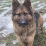 Pies do adopcji, Zgierz, 5 grudnia 2025