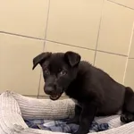 Pies do adopcji, Kraków, 5 grudnia 2025