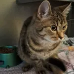 Znaleziono kota, Olsztyn, 4 grudnia 2025