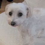 Znaleziono psa, Warszawa, 7 grudnia 2025