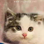 Kot do adopcji, Rzeszów, 7 grudnia 2025