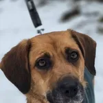 KENDI – wyjątkową, delikatną i lojalną sunię, która czeka na swój dom!