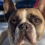 PABLO – wyjątkowy psiak z charakterem szuka odpowiedzialnego domu