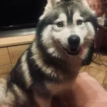 Znaleziono psa, Skórka, 7 grudnia 2025