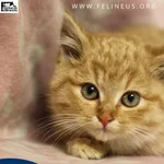 Kot do adopcji, Rzeszów, 7 grudnia 2025