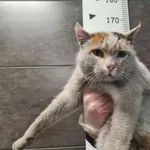 Przyjęty: 2025-12-08 Gmina: Libiąż Płeć: Kotka Opis: europejska, tricolor