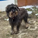 Pies do adopcji, Korabiewice, 7 grudnia 2025