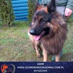 Znaleziono psa, Dębniak, 8 grudnia 2025