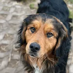 Pies do adopcji, Korabiewice, 7 grudnia 2025