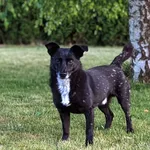 Zaginął pies, Szczecin, 8 grudnia 2025