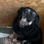 Znaleziono psa, Lublin, 5 grudnia 2025