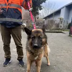 Pies do adopcji, Włocławek, 8 grudnia 2025