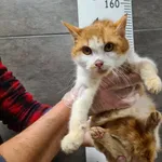 Przyjęty: 2025-12-08 Gmina: Morawica Płeć: Kocur Opis: europejska, biało-rude