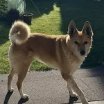 Zaginął pies, Gdynia, 8 grudnia 2025