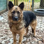 Pies do adopcji, Korabiewice, 7 grudnia 2025