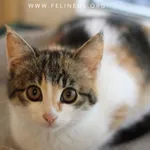 Kot do adopcji, Rzeszów, 9 grudnia 2025