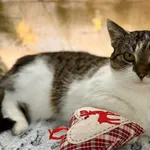 Kot do adopcji, Głowno, 7 grudnia 2025