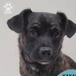 Pies do adopcji, Gdynia, 7 grudnia 2025