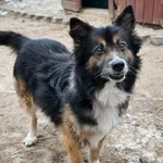 Pies do adopcji, Korabiewice, 7 grudnia 2025