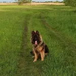 Zaginął pies, Czyste, 8 grudnia 2025