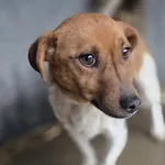 Pies do adopcji, Zgierz, 8 grudnia 2025