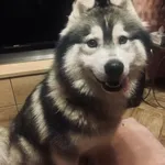 W sobotę, 6 grudnia 2025 r. o godz. 22:00 w miejscowości Skórka w gminie Parzęczew znaleziono młodego psa rasy Alaskan Malamute. Pies miał na szyi czarną obrożę. Jest bardzo przyjazny.