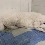 13252/218/25   - data przyjęcia - 7.12.2025