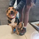 Znaleziono psa, Chełmek, 9 grudnia 2025