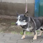 Pies do adopcji, Nowy Dwór Mazowiecki, 9 grudnia 2025