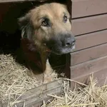 Pies do adopcji, Zgierz, 8 grudnia 2025