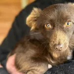 Pies do adopcji, Głowno, 9 grudnia 2025