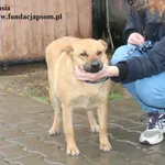 Pies do adopcji, Nowy Dwór Mazowiecki, 9 grudnia 2025